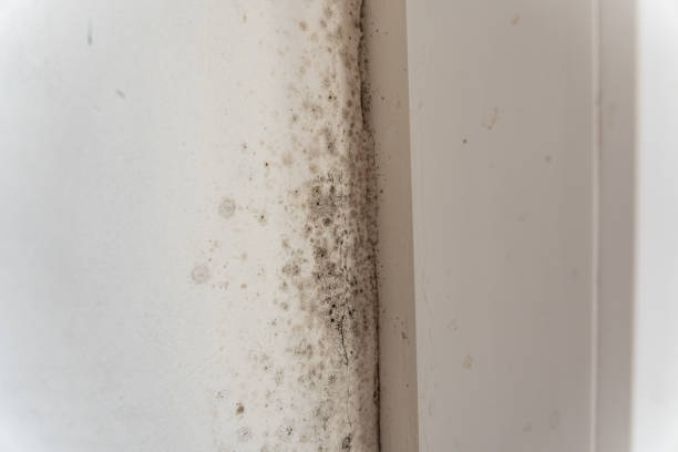 Best Black Mold Removal  in Highland Heights, KY