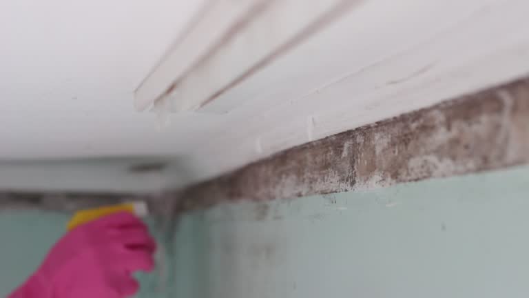 Best Residential Mold Inspection & Testing  in Highland Heights, KY